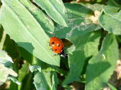 Coccinella septempunctata