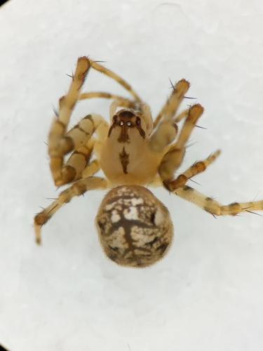 Chrysometa saramacca