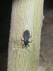 Scadra okinawensis