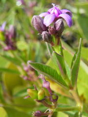 Raphionacme hirsuta