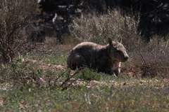 Lasiorhinus latifrons