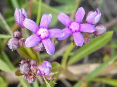 Raphionacme hirsuta