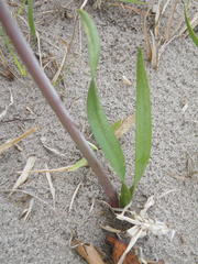 Cyrtanthus galpinii