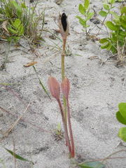 Cyrtanthus galpinii