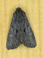 Fishia yosemitae