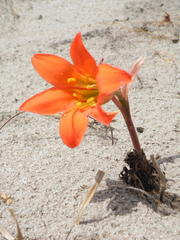 Cyrtanthus galpinii
