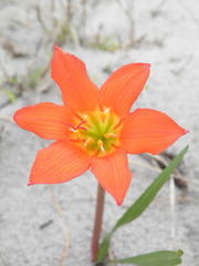 Cyrtanthus galpinii