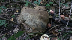 Calvatia gigantea