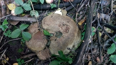 Calvatia gigantea