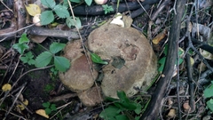 Calvatia gigantea