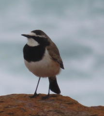 Oenanthe pileata pileata