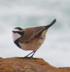 Oenanthe pileata pileata