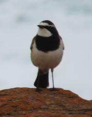 Oenanthe pileata pileata