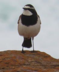 Oenanthe pileata pileata