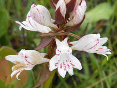 Satyrium sphaerocarpum