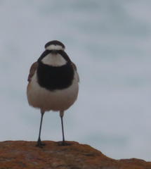 Oenanthe pileata pileata