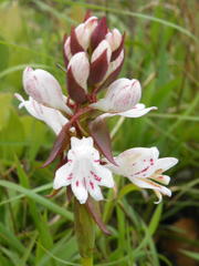 Satyrium sphaerocarpum