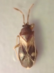 Tempyra biguttula