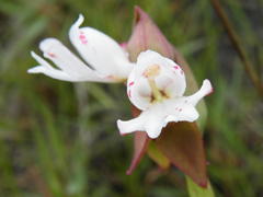 Satyrium sphaerocarpum