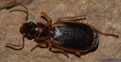 Cymindis axillaris