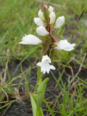 Satyrium sphaerocarpum