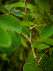 Rosa gallica