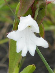 Satyrium sphaerocarpum