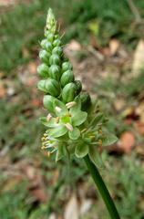 Albuca virens virens