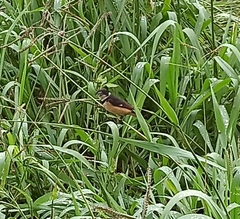 Sporophila torqueola