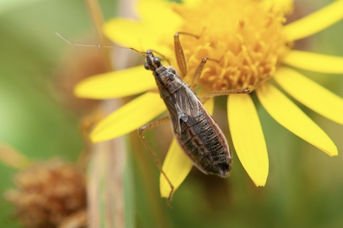 Broad Damselbug
