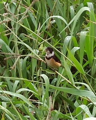 Sporophila torqueola