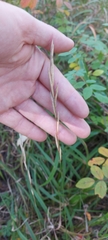 Brachypodium pinnatum
