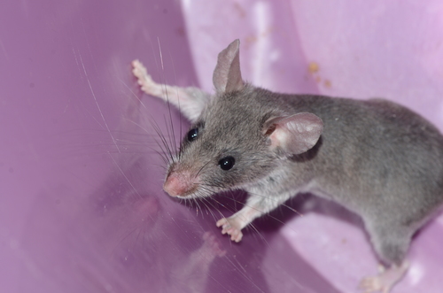 Hinde's Pouched Rat