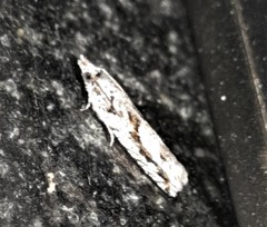 Holocola thalassinana