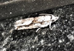 Holocola thalassinana