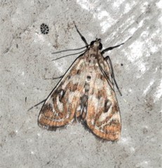 Parapoynx polydectalis