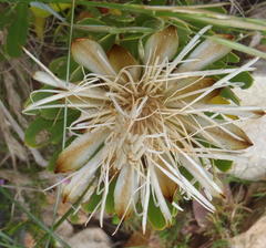 Protea lanceolata