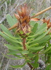 Protea lanceolata