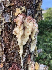 Matsucoccus feytaudi