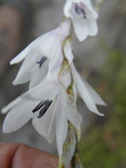 Dierama argyreum