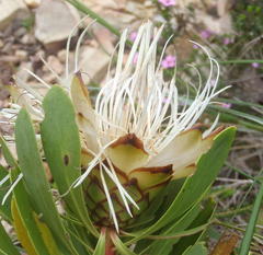 Protea lanceolata