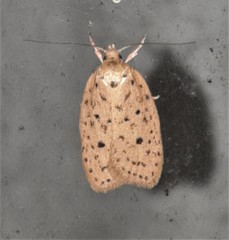 Garrha atripunctatella