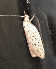 Garrha atripunctatella