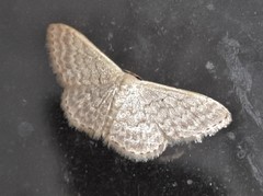 Idaea eretmopus