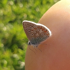 Polyommatus icarus