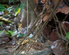 Phylloscopus griseolus