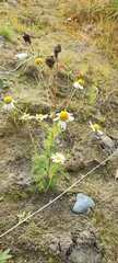 Tripleurospermum hookeri