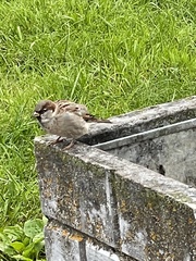 Passer domesticus