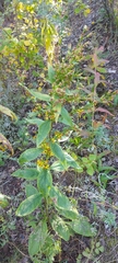 Solidago dahurica