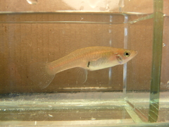 Cnesterodon decemmaculatus